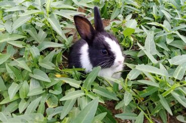 Cute Baby Rabbit Sok And Tyty Really Nice, Bililife Daily168