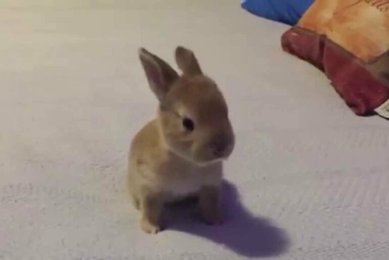 Baby bunny weeks old exploring and hopping on a bed