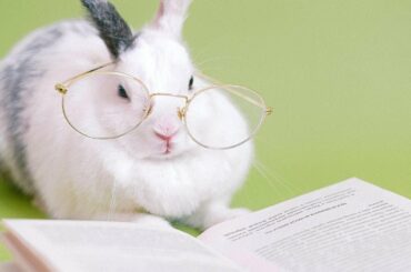 Cute Rabbit | Videos