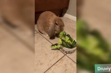 cute bunny is hungry.