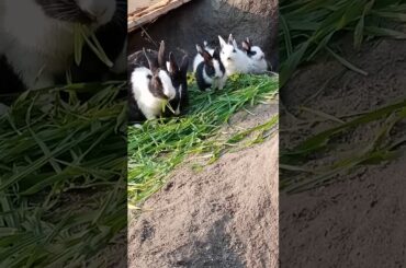 Cute Rabbit Eating With Parents