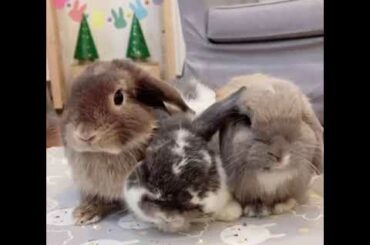 new strength and new thoughts | Cute Rabbits Cute Bunny Funny Video Compilation Aww #Shorts