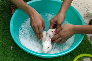 Cute Rabbits Bathing first time