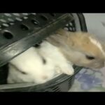 Cute Bunny Baby video || Rabbit Funny Video || Cute Kitten Pk
