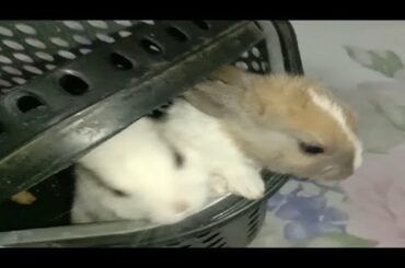 Cute Bunny Baby video || Rabbit Funny Video || Cute Kitten Pk