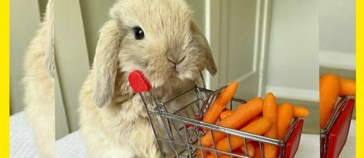 SO FUNNY and CUTE RABBIT BUNNY – CARROT EATING RABBIT – JUMPING RUNNING RABBIT BUNNIES SO FUNNY and CUTE RABBIT BUNNY - CARROT EATING RABBIT - JUMPING RUNNING RABBIT BUNNIES