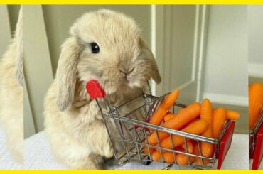 SO FUNNY and CUTE RABBIT BUNNY - CARROT EATING RABBIT - JUMPING RUNNING RABBIT BUNNIES