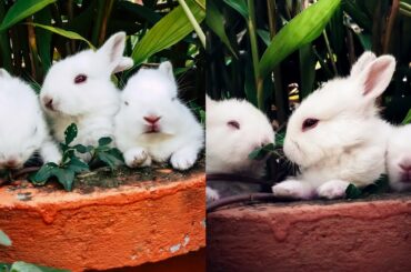 Cute Bunny Rabbit Videos | Rabbit eating videos 2020 |