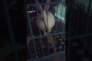 My Rabbit is Playing with the Stick | Pet Rabbit | Cute Rabbit