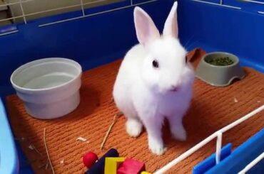 Cute bunny stretching and grooming (sleepy rabbit)