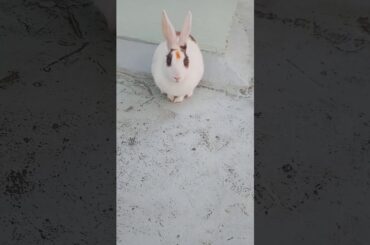 My Pet Rabbit | Cute Rabbit | Indian Rabbit