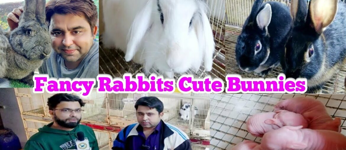 Visited Fancy Rabbit Setup Beautiful Bunnies Rabbit Baby Rabbit, A cute and funny bunny Visited Fancy Rabbit Setup Beautiful Bunnies Rabbit Baby Rabbit, A cute and funny bunny
