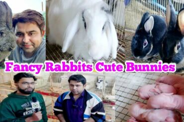 Visited Fancy Rabbit Setup Beautiful Bunnies Rabbit Baby Rabbit, A cute and funny bunny