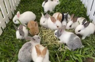 cute rabbit videos #Rabbit Farming | Cute Baby