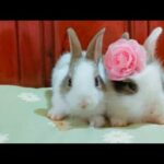 Cute Rabbit baby for sale