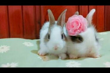 Cute Rabbit baby for sale