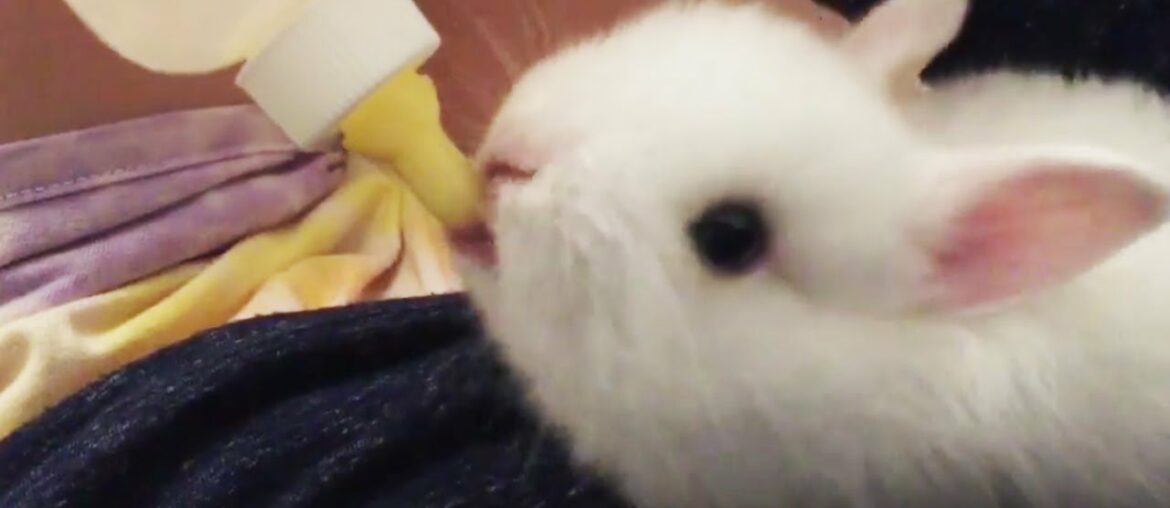 Cute Baby Bunnies Drinking Milk From The Bottle #Shorts Cute Baby Bunnies Drinking Milk From The Bottle #Shorts
