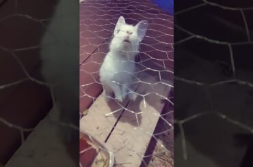 CUTE RABBIT BUNNY BITE AUSTRALIAN WHITE MAK MAB VLOGS