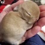 Cute Bunny Sleeping | A Newborn Rabbit Having A Nap | Go Animals