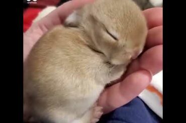 Cute Bunny Sleeping | A Newborn Rabbit Having A Nap | Go Animals