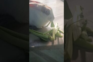 My Rabbit Is Eating Cauliflower (gobi) | Cute Rabbit | Pet Rabbit