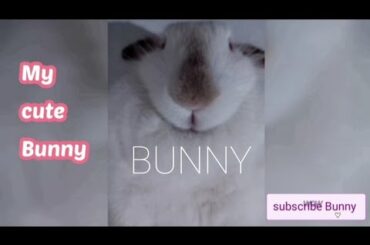 My cute Bunny