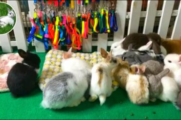 Cute Rabbit and Dog - Cute Rabbit #08