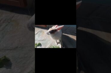 My Rabbit is Eating Wheat Grass | Cute Rabbit | Pet Rabbit