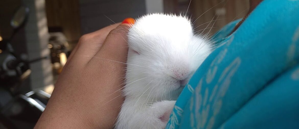 what you dreaming cute bunny what you dreaming cute bunny