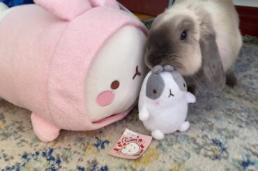cute bunny exploring!