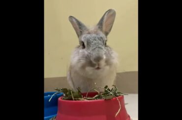 Casper turns a year | Cute Pets Rabbits And Bunny Funny Video Compilation Aww Animals #Shorts