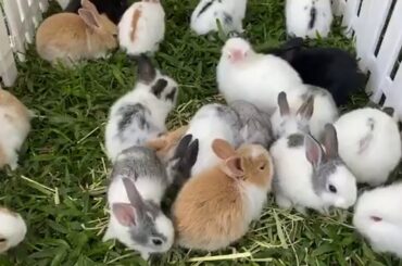 cute rabbit baby #cute rabbit videos