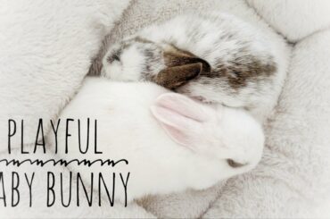 Super Cute baby rabbit exploring and being very curious all the while her bffe is napping...