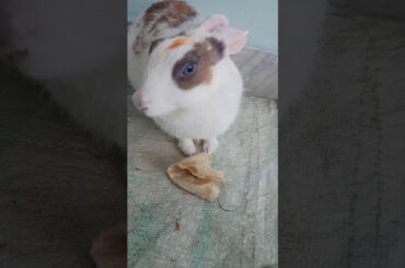 My Rabbit is Eating Chapati | My Pet Rabbit | Cute Rabbit