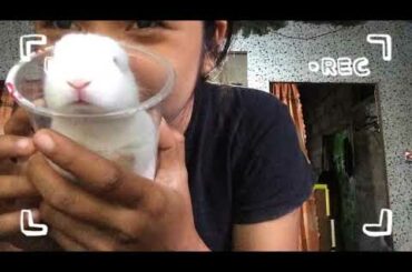 cute baby rabbit