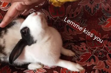 Cute rabbit loves her human and a massage