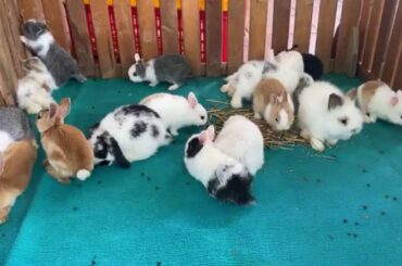cute rabbit baby farming by Cambodia faming