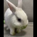 Oh..My mouth has turned green | Cute Rabbits Cute Bunny Funny Video Compilation #Shorts