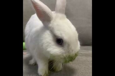 Oh..My mouth has turned green | Cute Rabbits Cute Bunny Funny Video Compilation #Shorts