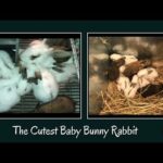 The Cutest Baby Bunny Rabbit Compilation EVER - Newborn to 28 Days! Cute baby animals Videos E1