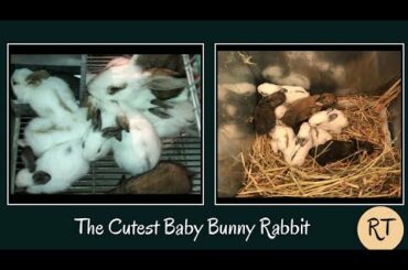 The Cutest Baby Bunny Rabbit Compilation EVER - Newborn to 28 Days! Cute baby animals Videos E1