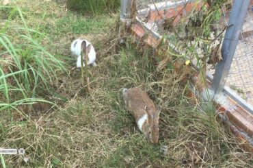 Cute Rabbit Playing in the Gardening II Lovely Rabbit living with lifestyle.