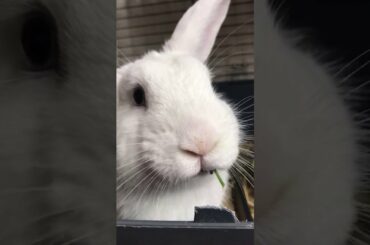 Teddy The Cute Bunny Rabbit Eating Wild Flowers #Shorts