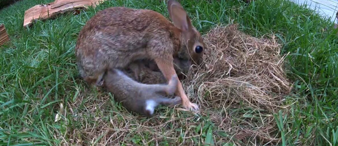 Baby Bunnies Leave the Nest – backyardXplor Baby Bunnies Leave the Nest - backyardXplor