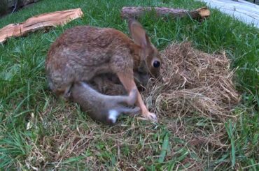 Baby Bunnies Leave the Nest - backyardXplor