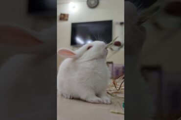 Why am I so cute / Baby Bunny Eating grass / Day 16 Baby bunny Growth / Rabbit kitten daily Growth