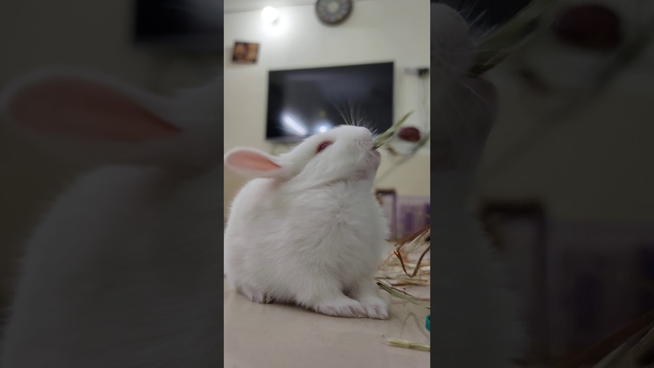 Why am I so cute / Baby Bunny Eating grass / Day 16 Baby bunny Growth / Rabbit kitten daily Growth Why am I so cute / Baby Bunny Eating grass / Day 16 Baby bunny Growth / Rabbit kitten daily Growth