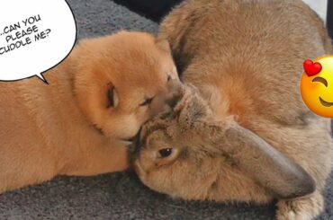 Puppy Shows Rabbit his LOVE [CUTEST REACTION EVER!]