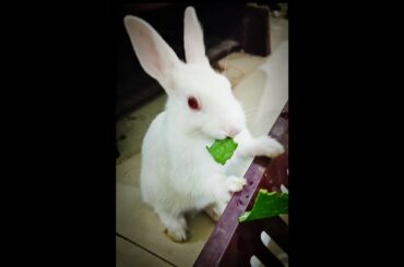 Cute bunny eating lettuce  / Day 28 of Bunny Growth / cute bunny / lovely rabbit / Love of pets /