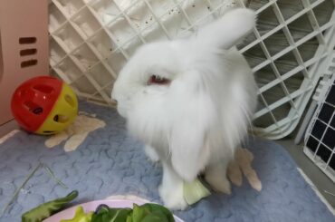 Tokki Club Cute Bunny Rabbit Video No 11 - Cute Rabbits and Bunnies